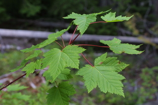 Acer glabrum, leaf - showing orientation on twig