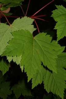 Acer glabrum, leaf - whole upper surface