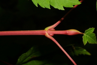 Acer glabrum, twig - orientation of petioles