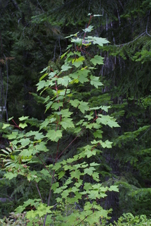Acer glabrum, whole tree or vine - general