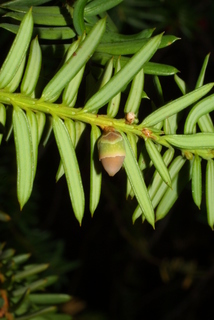 Taxus brevifolia, cone - female - closed
