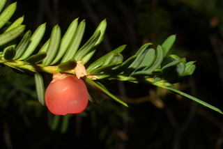 Taxus brevifolia, cone - female - mature open