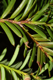 Taxus brevifolia, leaf - entire needle