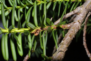 Taxus brevifolia, twig - showing attachment of needles