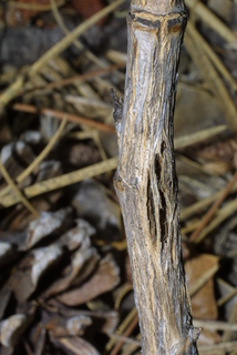 Mahonia aquifolium, bark - of a small tree or small branch