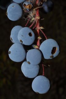 Mahonia aquifolium, fruit - lateral or general close-up