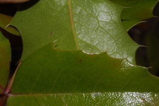 Mahonia aquifolium, leaf - margin of upper + lower surface