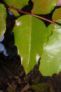 Mahonia aquifolium, leaf - unspecified