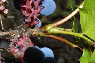 Mahonia aquifolium, twig - orientation of petioles