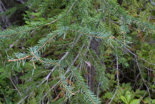 Picea engelmannii, leaf - showing orientation on twig