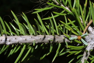 Picea engelmannii, twig - after fallen needles