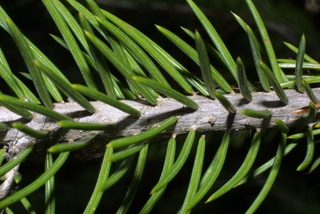 Picea engelmannii, twig - showing attachment of needles