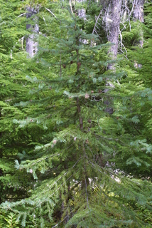 Picea engelmannii, whole tree - general