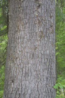 Pinus monticola, bark - of a large tree
