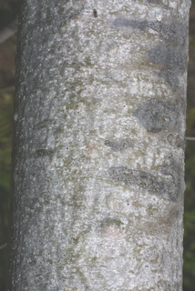 Pinus monticola, bark - of a small tree or small branch