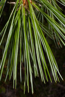 Pinus monticola, leaf - entire needle