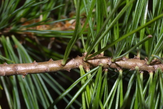 Pinus monticola, twig - showing attachment of needles