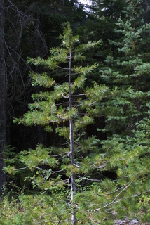 Pinus monticola, whole tree - general