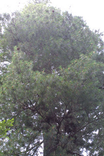 Pinus monticola, whole tree - view up trunk