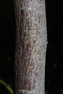 Ceanothus velutinus, bark - of a small tree or small branch
