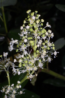 Ceanothus velutinus, inflorescence - whole - unspecified