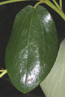 Ceanothus velutinus, leaf - whole upper surface