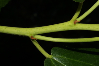 Ceanothus velutinus, twig - orientation of petioles