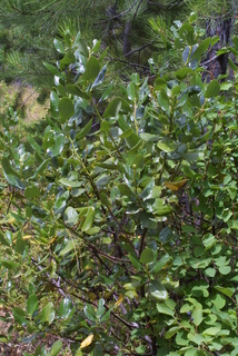 Ceanothus velutinus, whole tree or vine - general