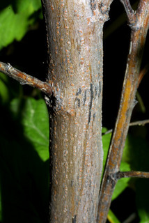 Holodiscus discolor, bark - of a small tree or small branch