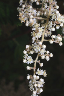 Holodiscus discolor, inflorescence - lateral view of flower
