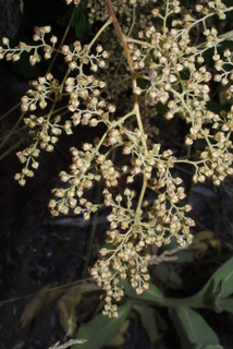 Holodiscus discolor, inflorescence - whole - unspecified