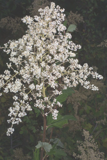 Holodiscus discolor, inflorescence - whole - unspecified