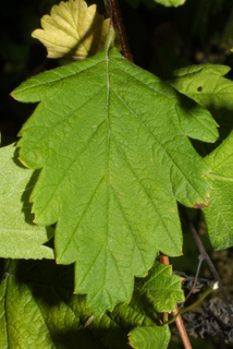 Holodiscus discolor, leaf - whole upper surface