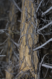 Ericameria nauseosa, bark - of a small tree or small branch