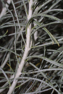 Ericameria nauseosa, twig - orientation of petioles