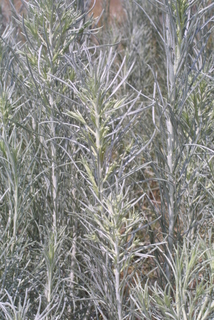 Ericameria nauseosa, whole tree or vine - general