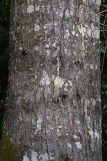 Abies grandis, bark - of a large tree