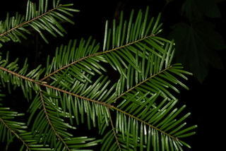Abies grandis, leaf - showing orientation on twig