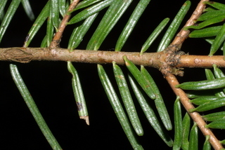 Abies grandis, twig - showing attachment of needles