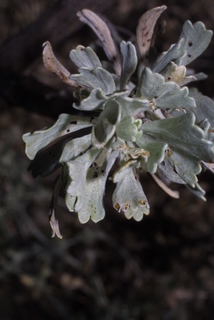 Artemisia tridentata, leaf - whole upper surface