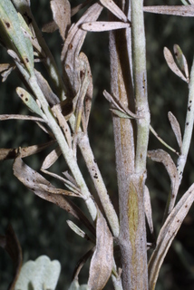 Artemisia tridentata, twig - orientation of petioles