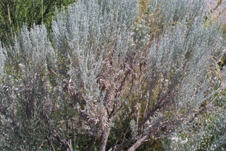 Artemisia tridentata, whole tree or vine - general