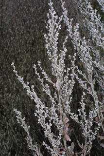 Artemisia tridentata, whole tree or vine - general