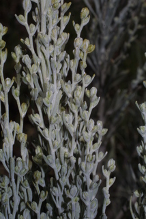 Artemisia tripartita, inflorescence - lateral view of flower