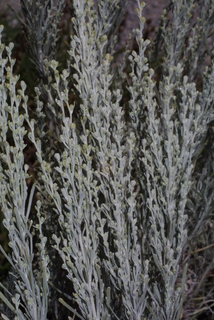 Artemisia tripartita, inflorescence - whole - unspecified