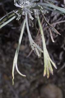 Artemisia tripartita, leaf - whole upper surface
