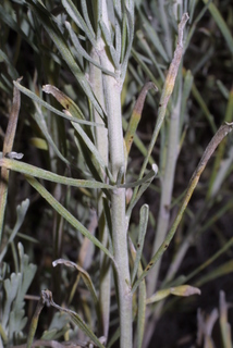 Artemisia tripartita, twig - orientation of petioles