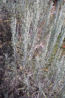 Artemisia tripartita, whole tree or vine - general