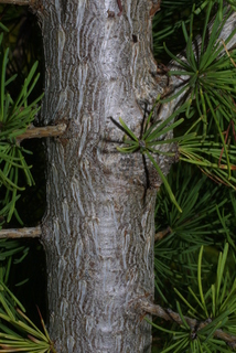 Larix occidentalis, bark - of a small tree or small branch