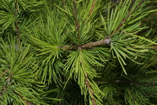 Larix occidentalis, leaf - showing orientation on twig
